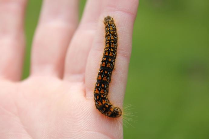 black and orange caterpillar on person's hand